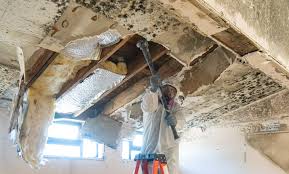 Best Basement Mold Removal in USA